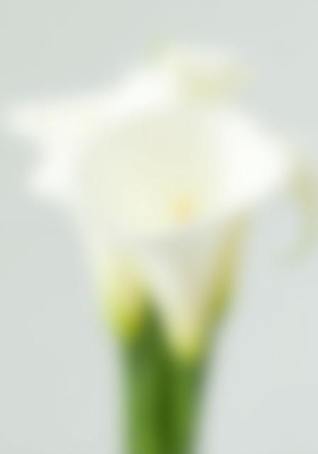 Un semplice ed elegante bouquet di calle bianche.